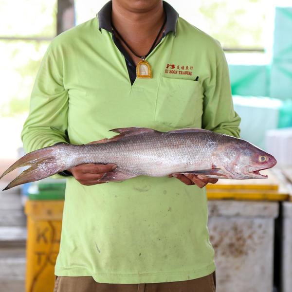 顺丰鱼 (Indian Threadfin/Ikan Kurau) YS Seafood 渔乡鲜货 · 直送到府